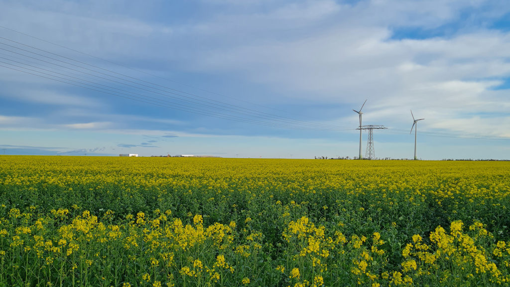 Windkraftanlagen auf einem Rapsfeld